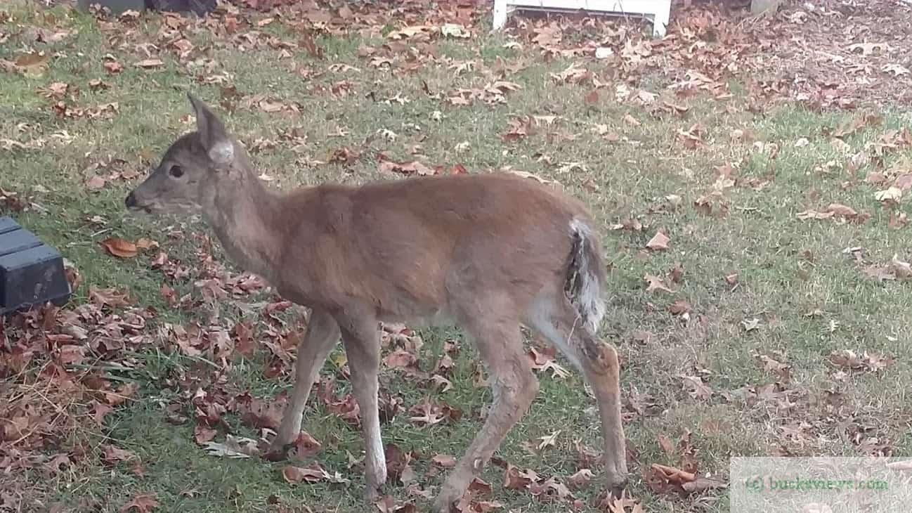 A fawn in the yard