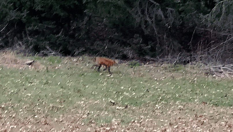 A fox in the yard