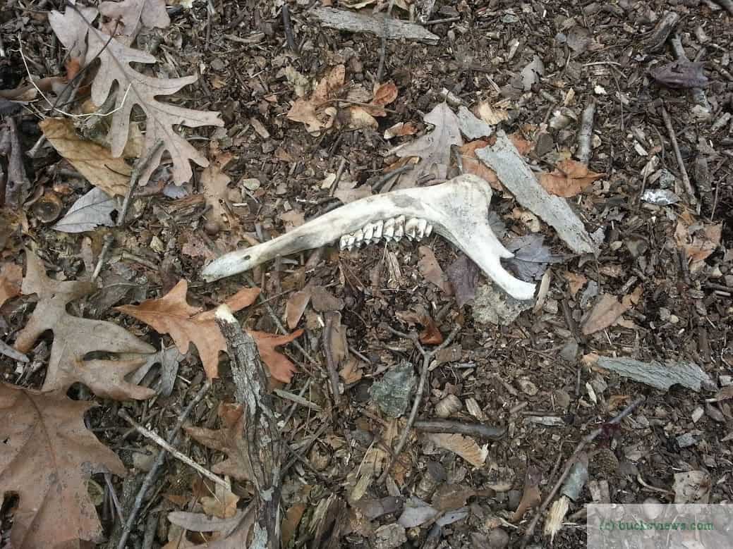 A jawbone found in the woods