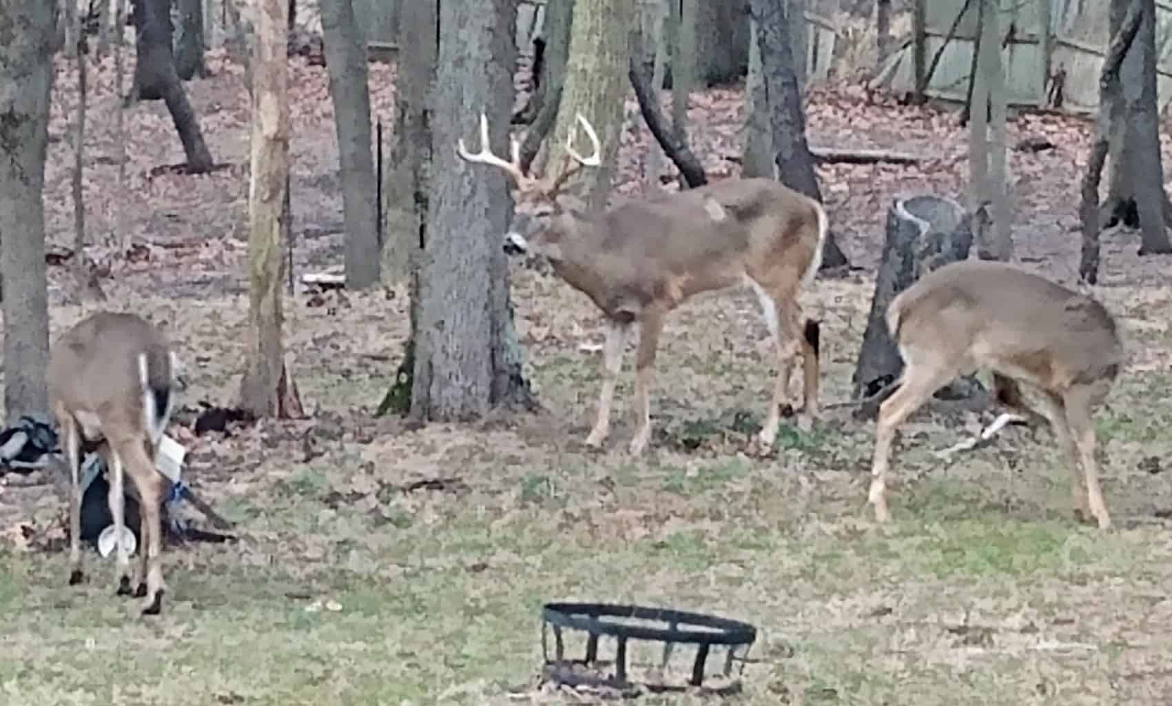 Big Buck, Big Rack in Upper Southampton, Bucks County PA